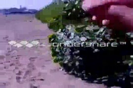 Bajinas de nicas